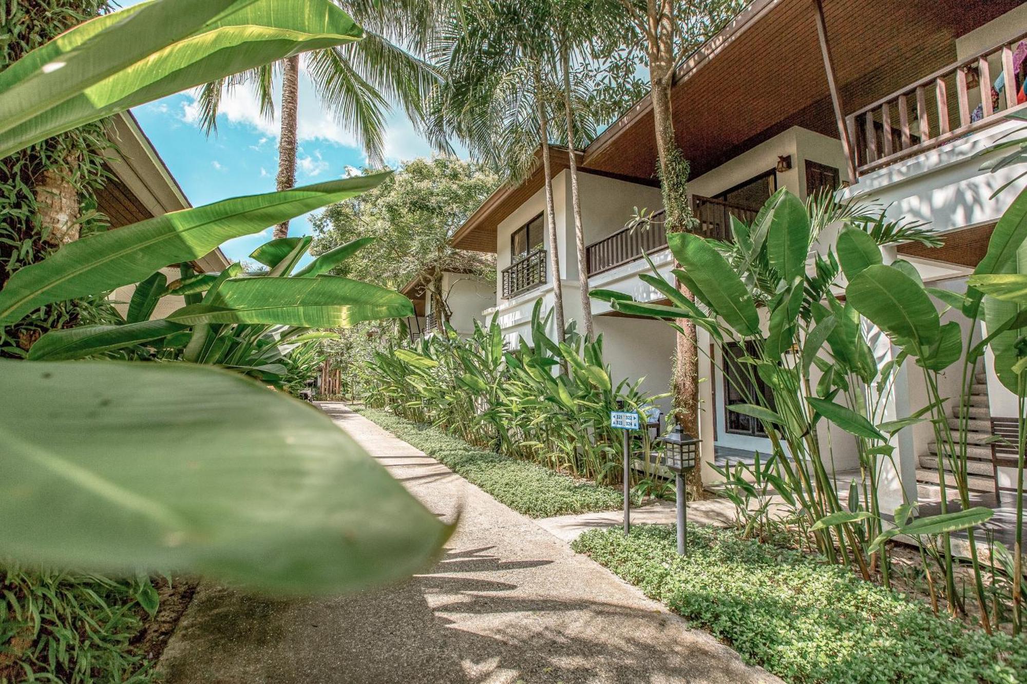 Sea Turtle Suite