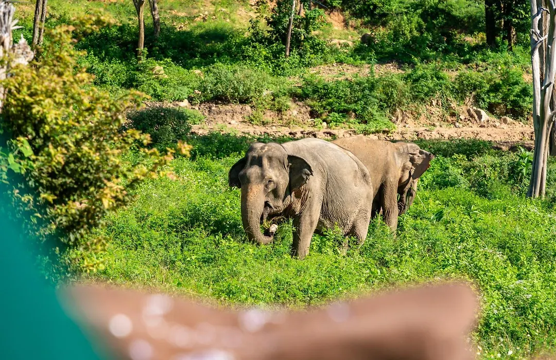 Wild Cottages Elephant Sanctuary Resort-1