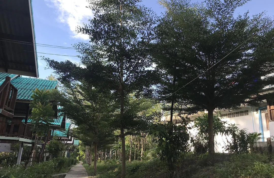 Rasta House,,Koh Phayam-1