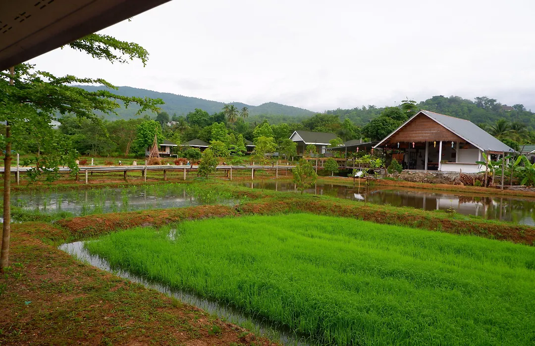 Nok Chan Mee Na-1