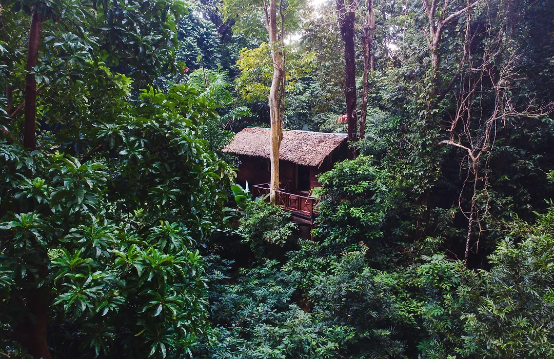 Our Jungle House-1