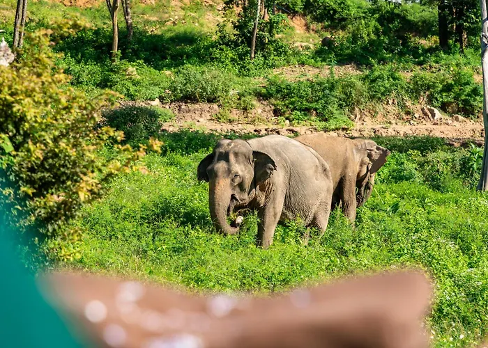 Wild Cottages Elephant Sanctuary Resort Bophut